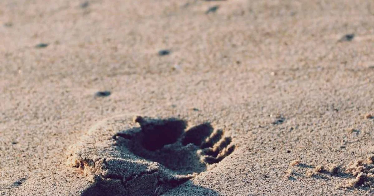 Laravel inventory management dashboard showing stock levels